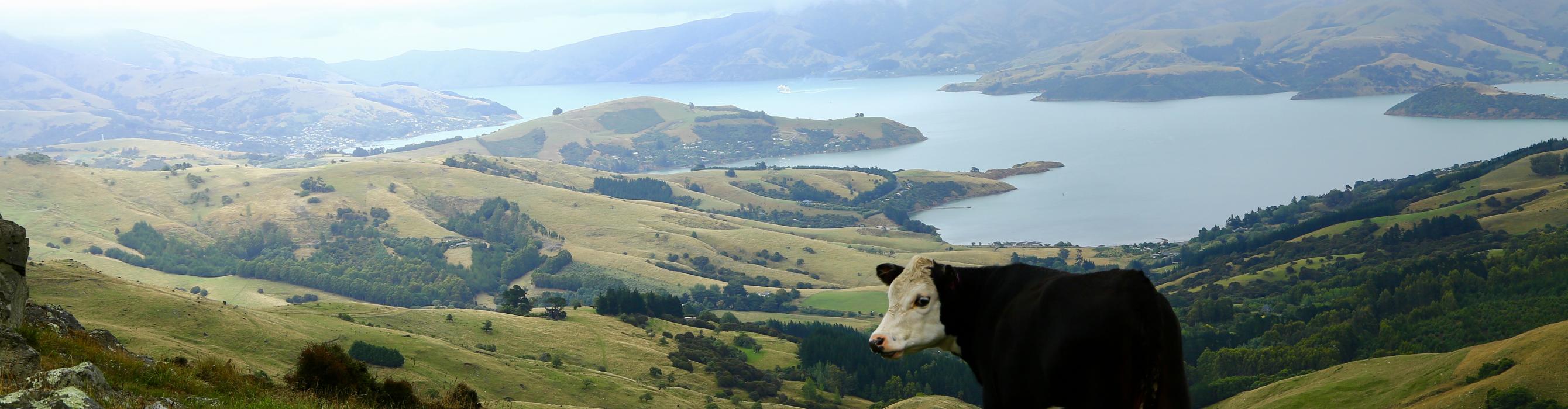 cattle beast and Banks peninsula