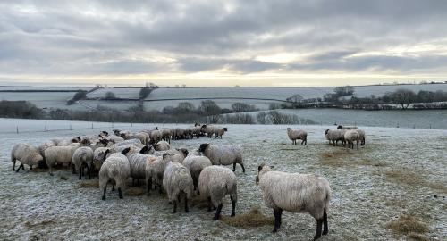 Feeding sheep on a frosty morning