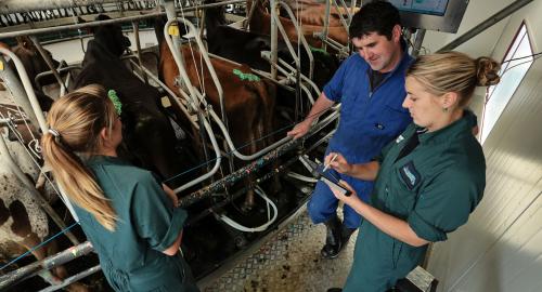 Dairy Vets and Cows in New Zealand milking parlour